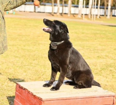Ришель - караульная собака в клубе «Звёздный Пёс»