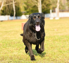 Ришель - караульная собака в клубе «Звёздный Пёс»
