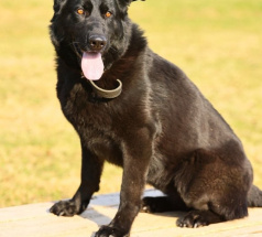 Ришель - караульная собака в клубе «Звёздный Пёс»