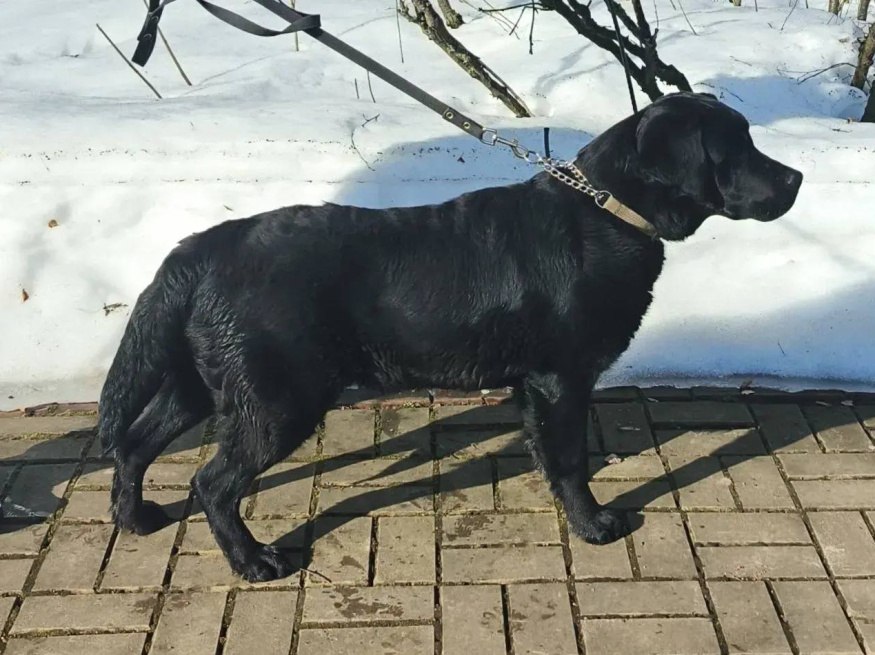 Люкс - собака в клубе «Звёздный Пёс»