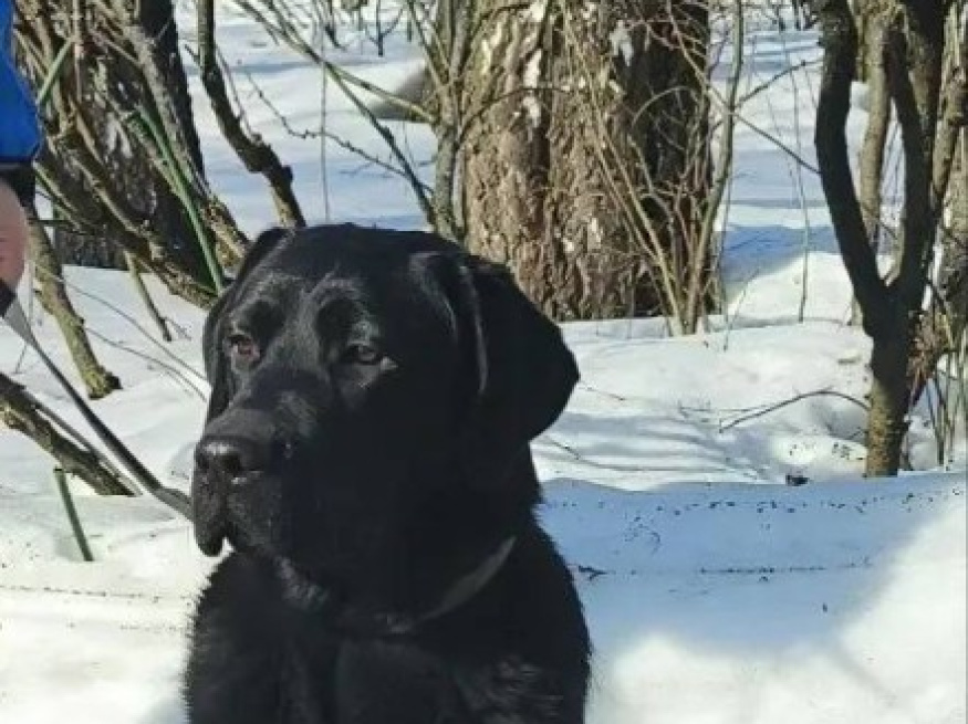 Люкс - собака в клубе «Звёздный Пёс»