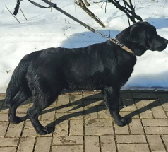 Люкс - собака в клубе «Звёздный Пёс»