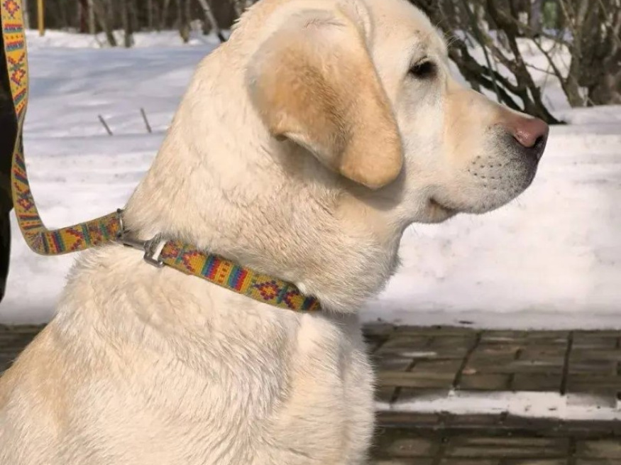 Лёля - караульная собака в клубе «Звёздный Пёс»