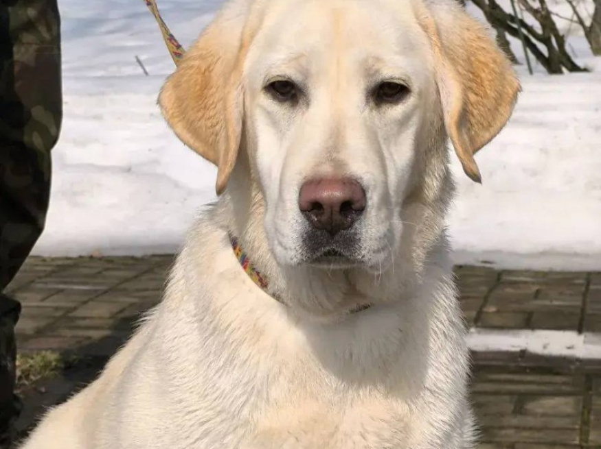 Лёля - караульная собака в клубе «Звёздный Пёс»