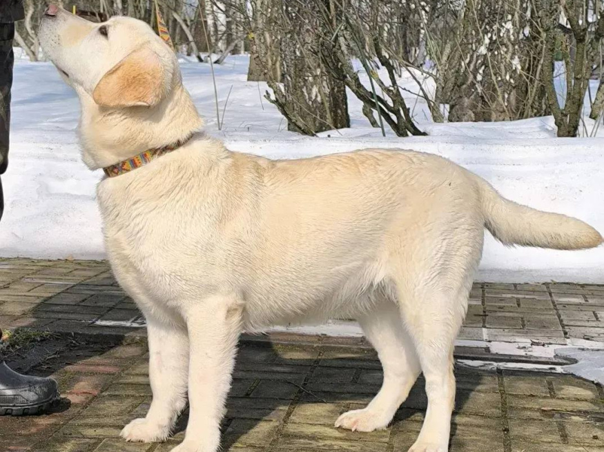 Лёля - караульная собака в клубе «Звёздный Пёс»