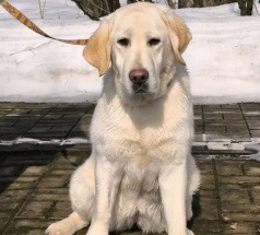 Лёля - караульная собака в клубе «Звёздный Пёс»