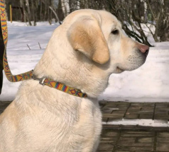 Лёля - караульная собака в клубе «Звёздный Пёс»