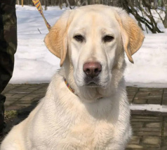 Лёля - караульная собака в клубе «Звёздный Пёс»