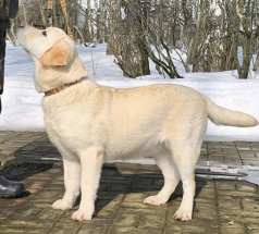 Лёля - караульная собака в клубе «Звёздный Пёс»