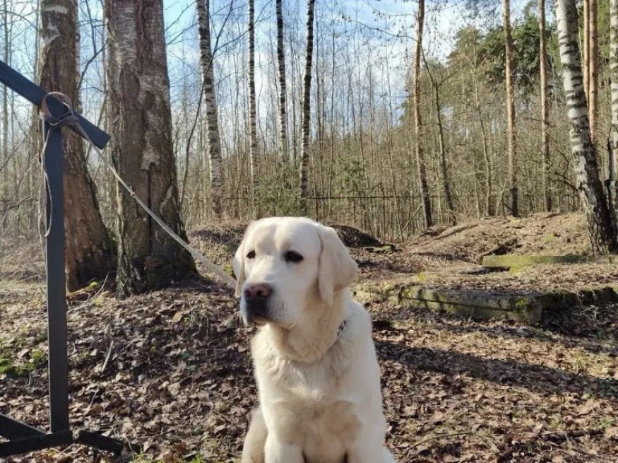 Океан - собака-проводник в клубе «Звёздный Пёс»