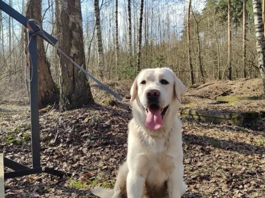 Океан - собака-проводник в клубе «Звёздный Пёс»