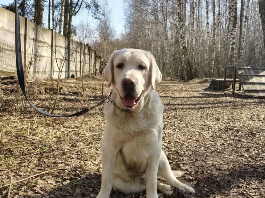 Оскар - собака-проводник в клубе «Звёздный Пёс»