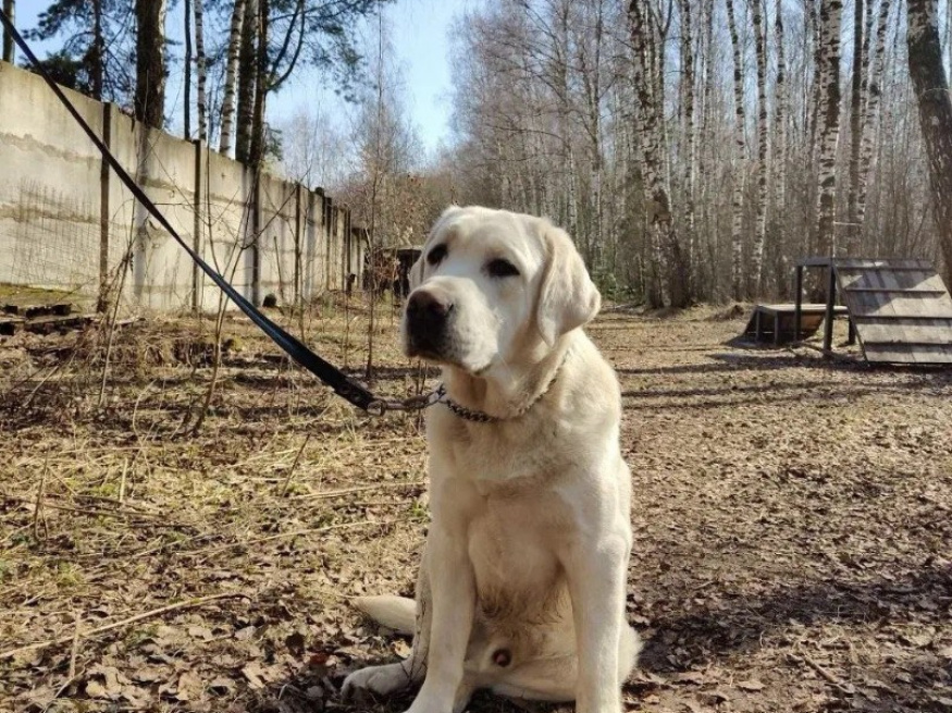 Оскар - собака-проводник в клубе «Звёздный Пёс»