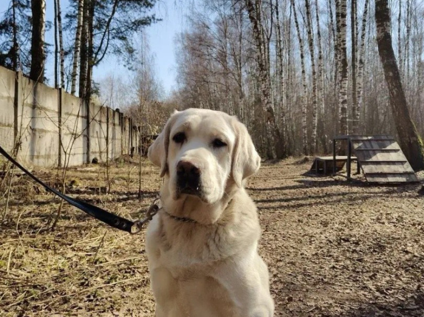 Оскар - собака-проводник в клубе «Звёздный Пёс»