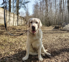 Оскар - собака-проводник в клубе «Звёздный Пёс»