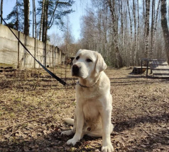 Оскар - собака-проводник в клубе «Звёздный Пёс»