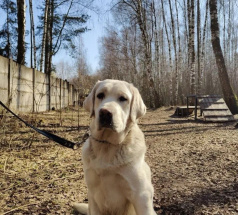 Оскар - собака-проводник в клубе «Звёздный Пёс»