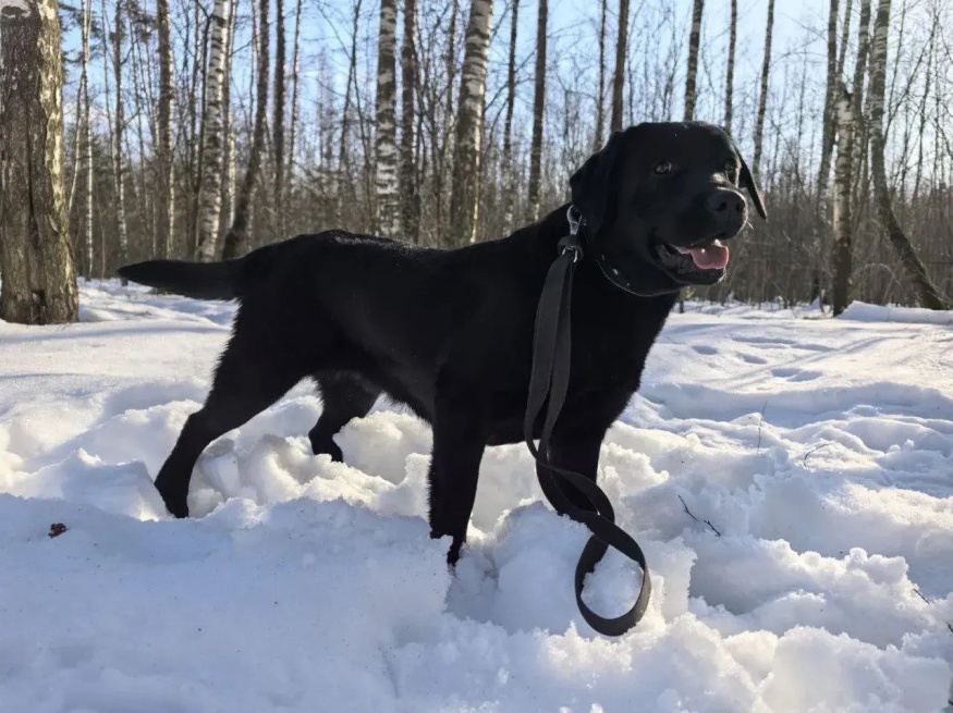 Ева - собака-проводник в клубе «Звёздный Пёс»
