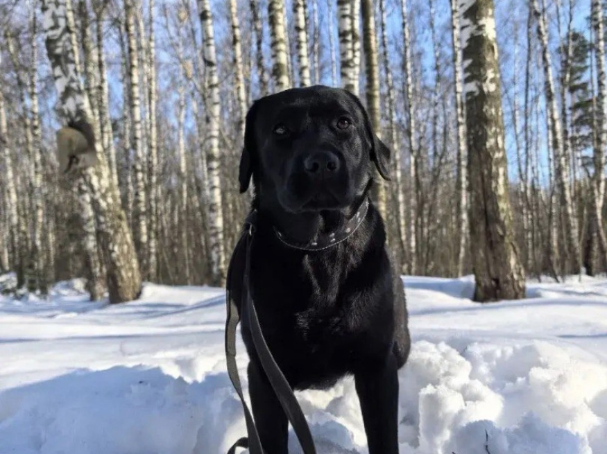Ева - собака-проводник в клубе «Звёздный Пёс»