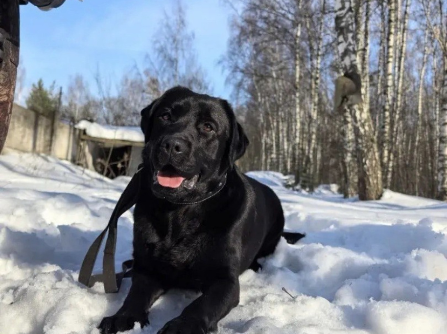 Ева - собака-проводник в клубе «Звёздный Пёс»