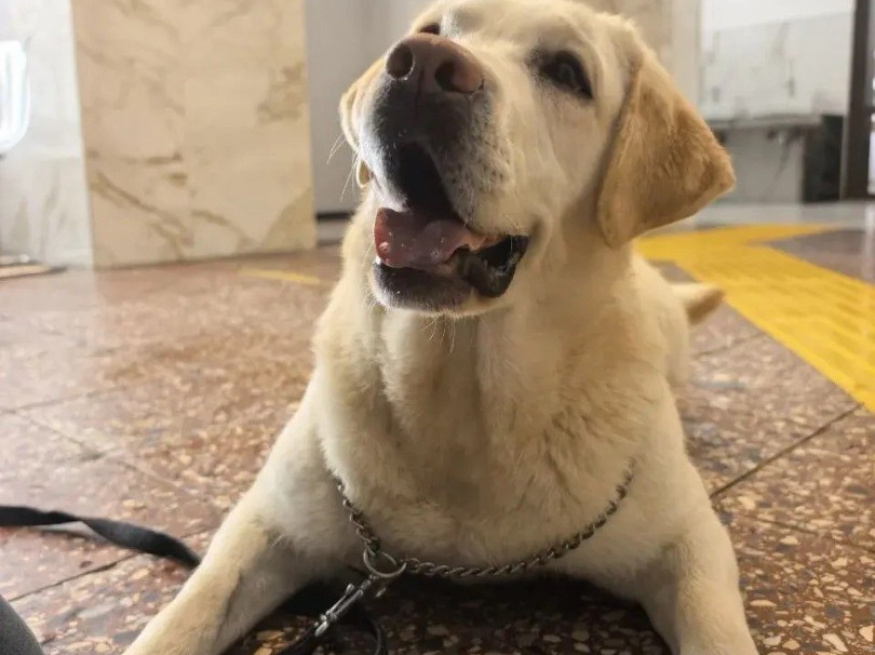 Джамба - собака-проводник в клубе «Звёздный Пёс»