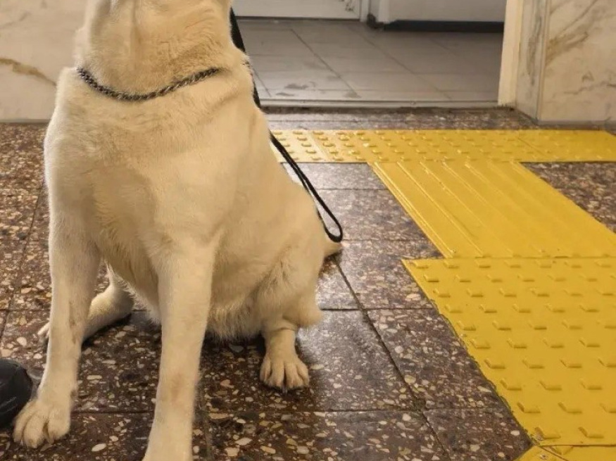 Джамба - собака-проводник в клубе «Звёздный Пёс»