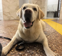 Джамба - собака-проводник в клубе «Звёздный Пёс»