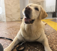 Джамба - собака-проводник в клубе «Звёздный Пёс»