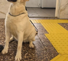 Джамба - собака-проводник в клубе «Звёздный Пёс»