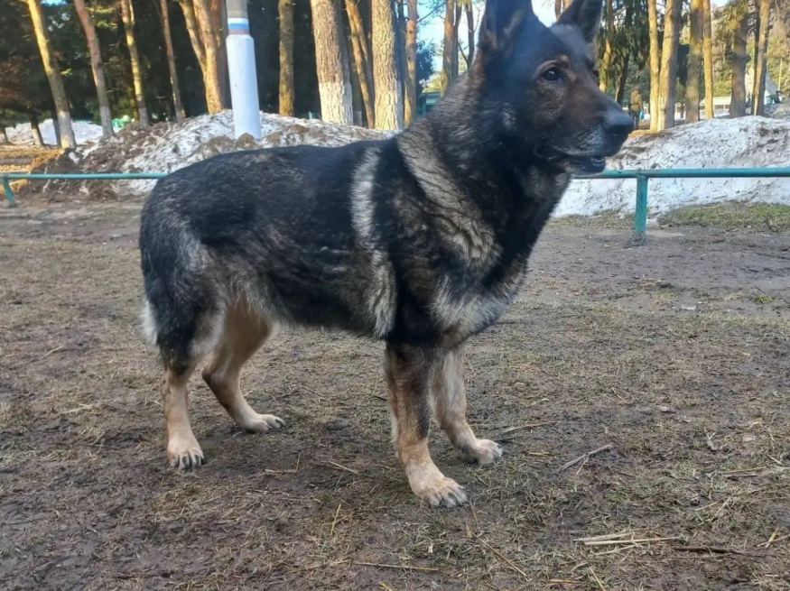 Фрайденрайх Конни - собака в клубе «Звёздный Пёс»