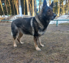 Фрайденрайх Конни - собака в клубе «Звёздный Пёс»