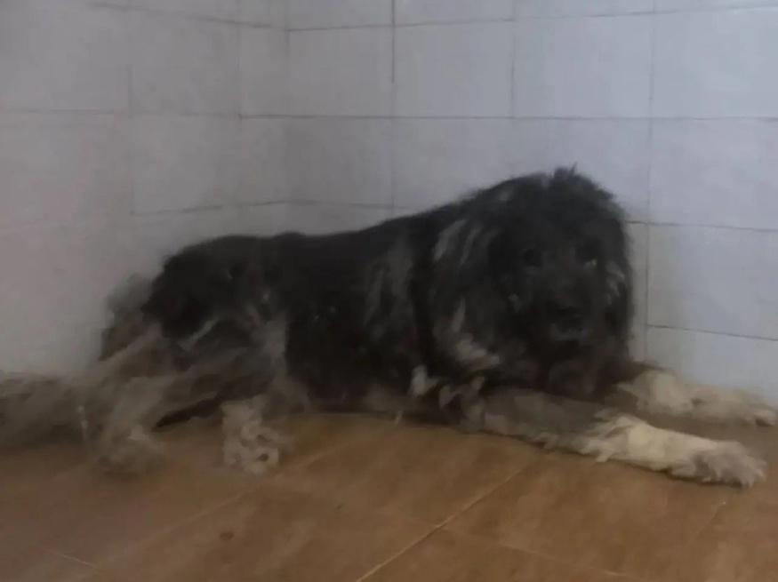 Клип Дог Блейд - собака в клубе «Звёздный Пёс»