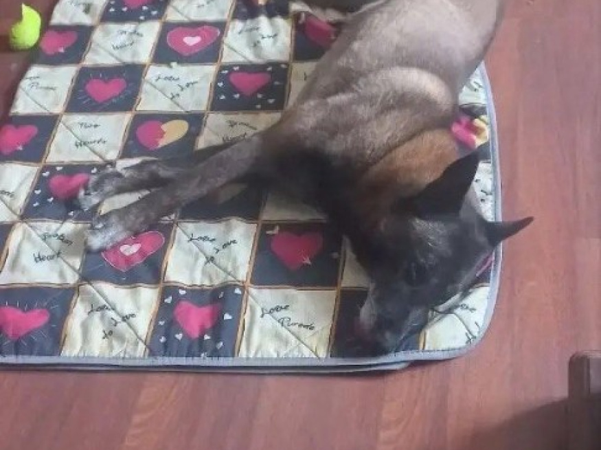 Хан - собака в клубе «Звёздный Пёс»