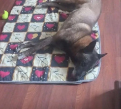 Хан - собака в клубе «Звёздный Пёс»