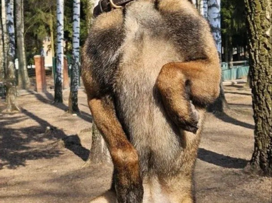 Патрон - собака в клубе «Звёздный Пёс»