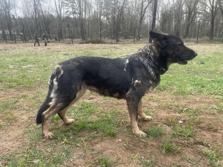 Бланка - собака в клубе «Звёздный Пёс»