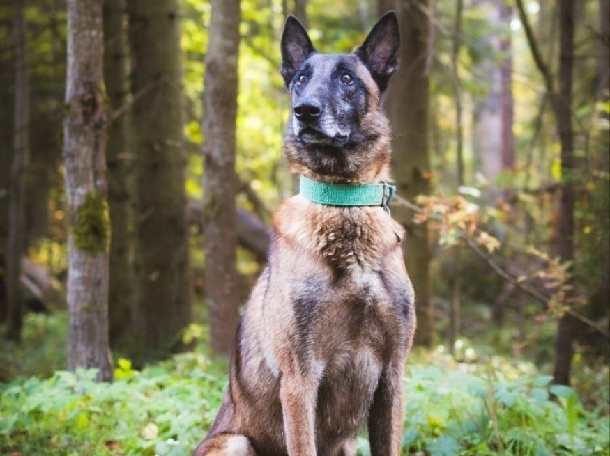 Рай - караульная собака в клубе «Звёздный Пёс»