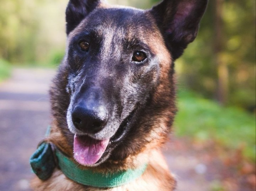 Рай - караульная собака в клубе «Звёздный Пёс»