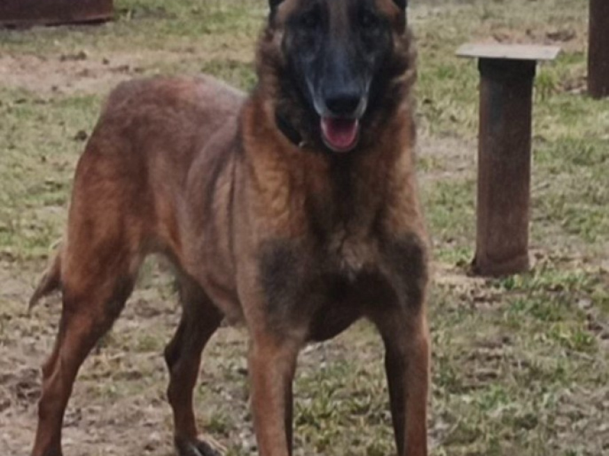 Рай - караульная собака в клубе «Звёздный Пёс»