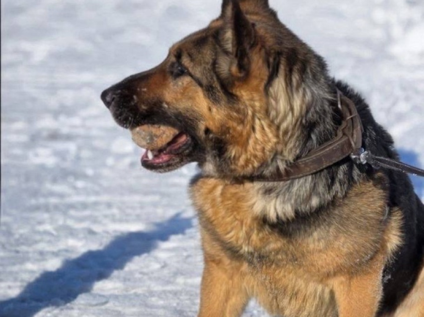 Джессика - караульная собака в клубе «Звёздный Пёс»