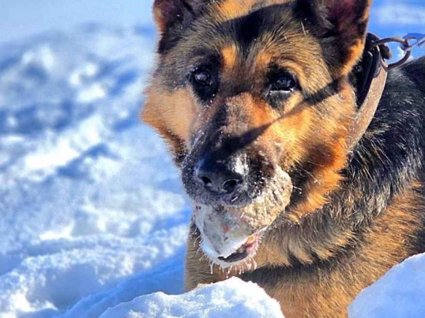 Джессика - караульная собака в клубе «Звёздный Пёс»