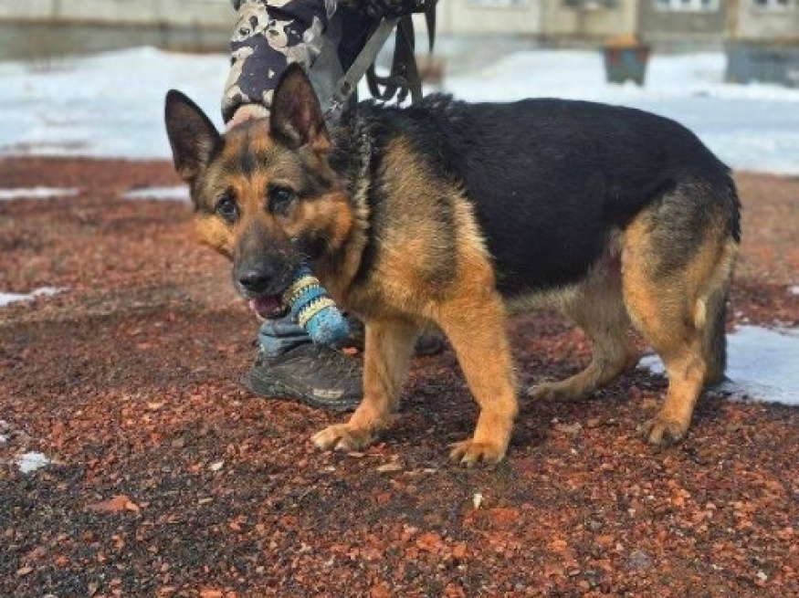 Джессика - караульная собака в клубе «Звёздный Пёс»