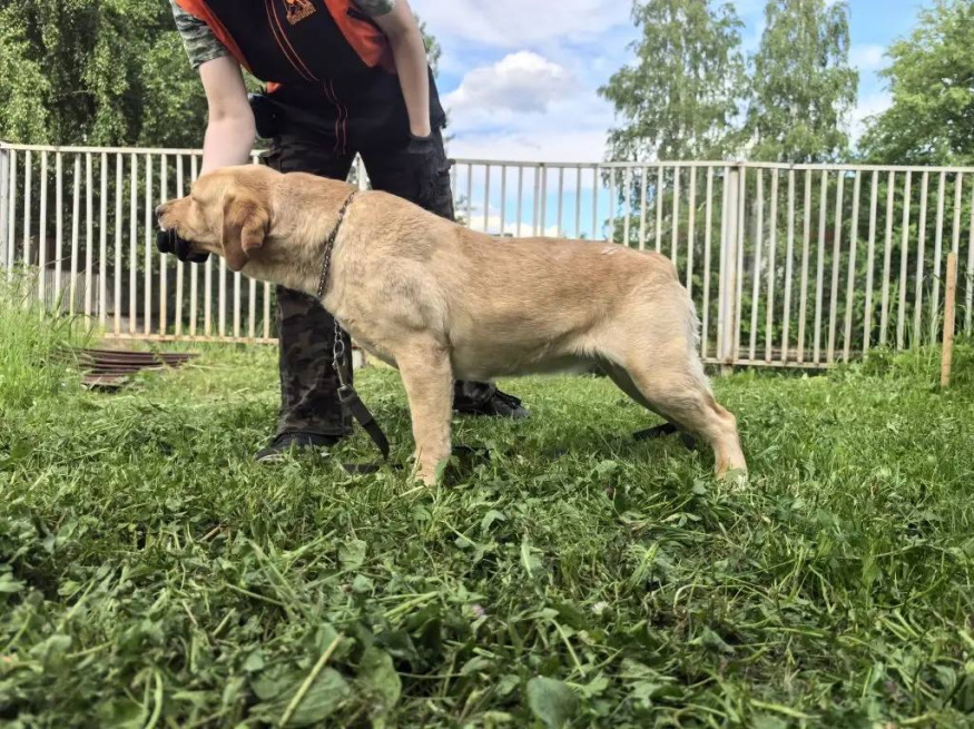 Лёля - собака в клубе «Звёздный Пёс»