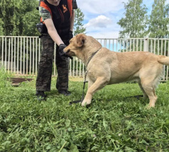 Лёля - собака в клубе «Звёздный Пёс»