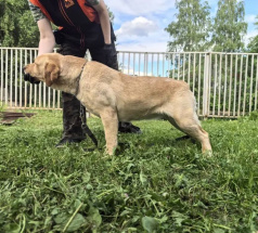 Лёля - собака в клубе «Звёздный Пёс»