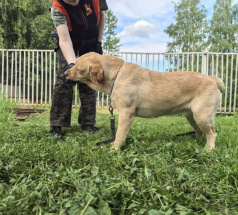 Лёля - собака в клубе «Звёздный Пёс»