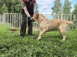 Лёля - собака в клубе «Звёздный Пёс»