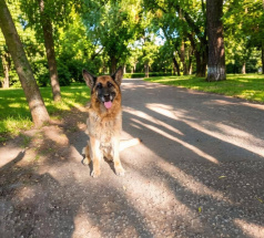 Груша - поисковая собака в клубе «Звёздный Пёс»