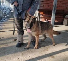 Кади - собака в клубе «Звёздный Пёс»