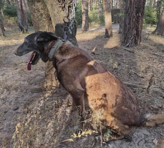 Индит Бонд от Сольника  - караульная собака в клубе «Звёздный Пёс»